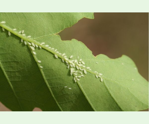 Voška Tuberculatus annulatus