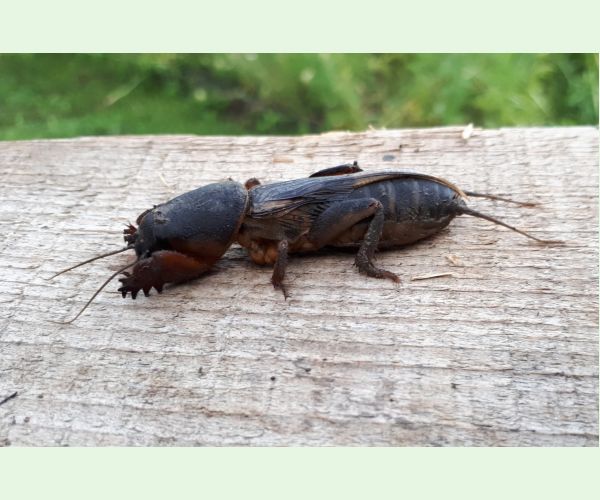 Medvedík obyčajný