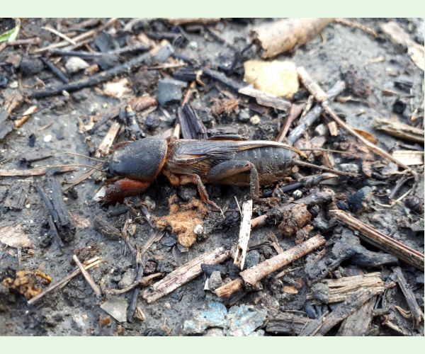 Medvedík obyčajný