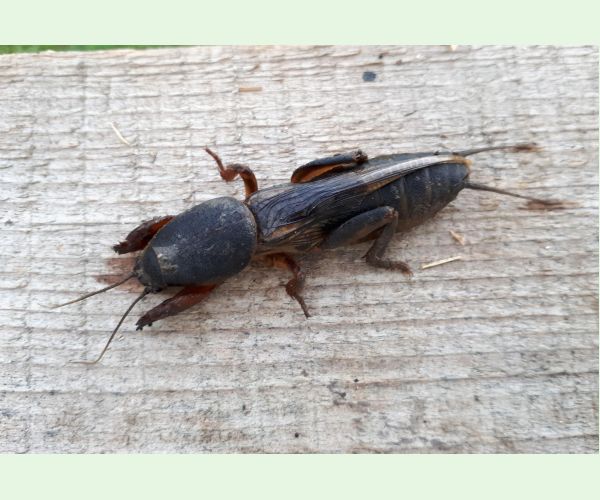 Medvedík obyčajný