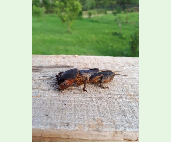 Medvedík obyčajný