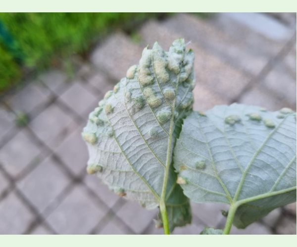 Roztoč Phytoptus tetratrichus