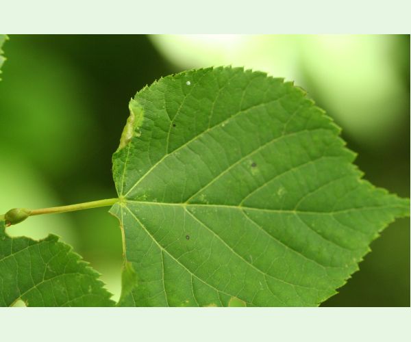 Plodomorka Dasineura tiliae