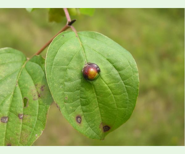 Byľomor Craneiobia corni