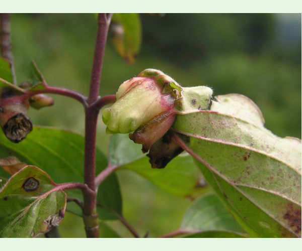 Byľomor Craneiobia corni