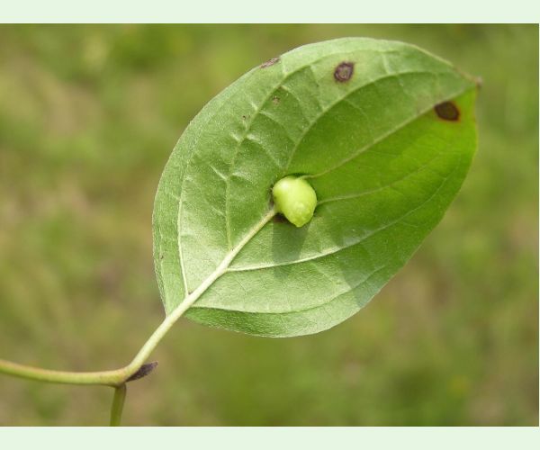 Byľomor Craneiobia corni