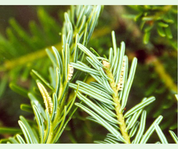 Hrdzovníčka vŕbovková