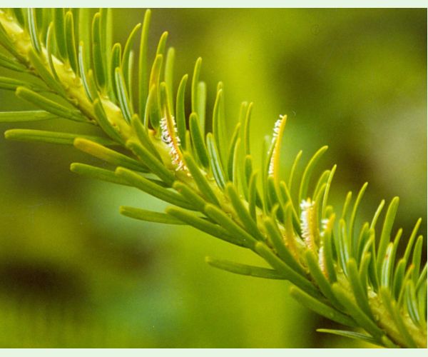 Hrdzovníčka vŕbovková