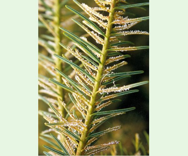 Hrdzovníčka vŕbovková