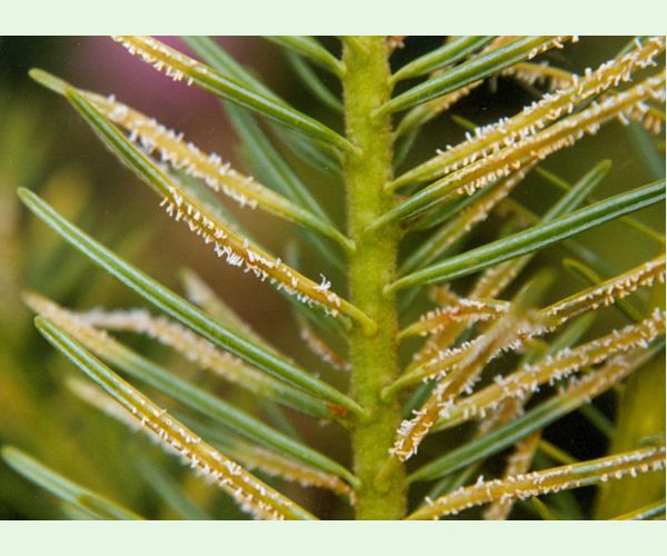 Hrdzovníčka vŕbovková