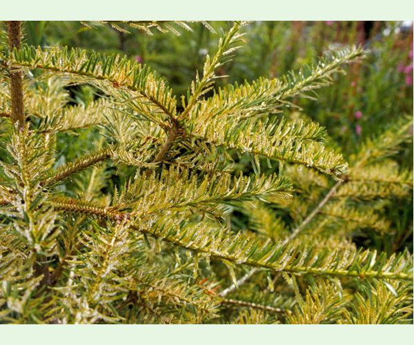 Hrdzovníčka vŕbovková