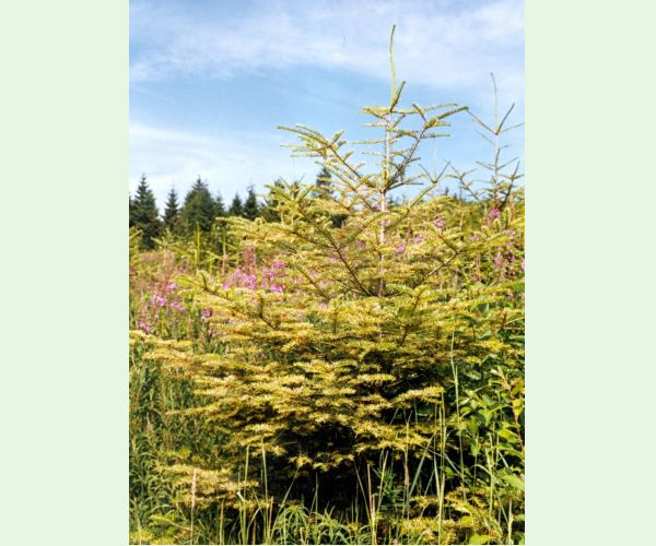 Hrdzovníčka vŕbovková