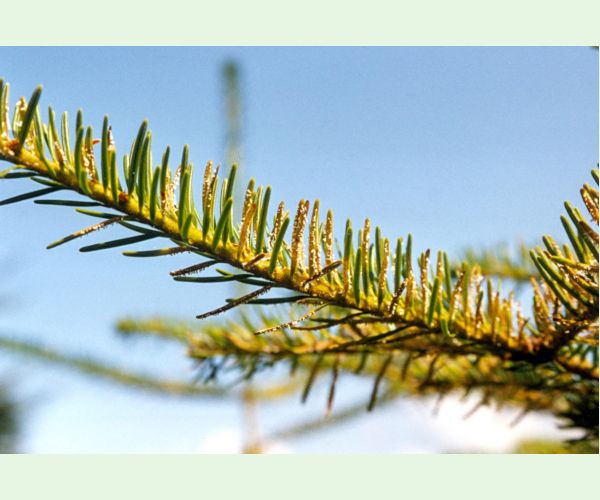 Hrdzovníčka vŕbovková