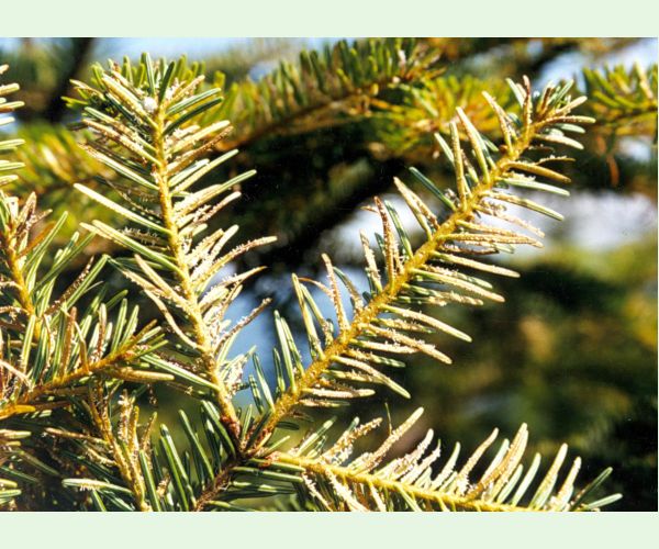 Hrdzovníčka vŕbovková