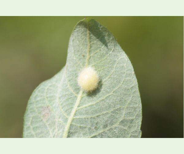 Piliarka Pontania gallarum