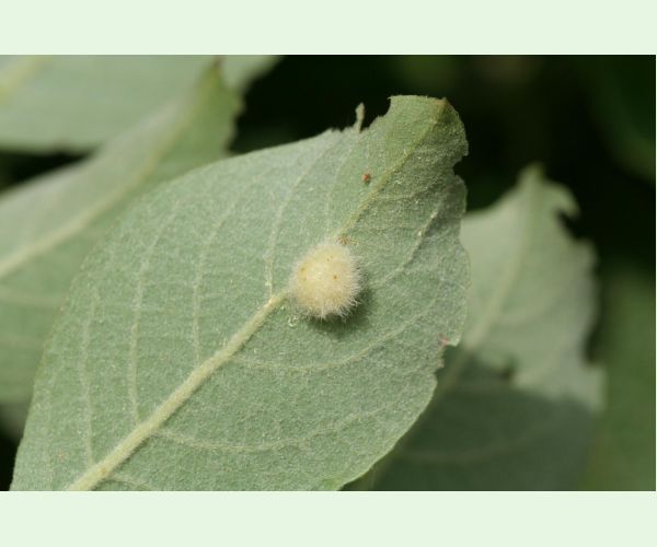 Piliarka Pontania gallarum