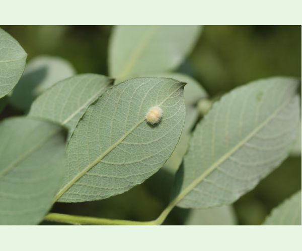 Piliarka Pontania gallarum