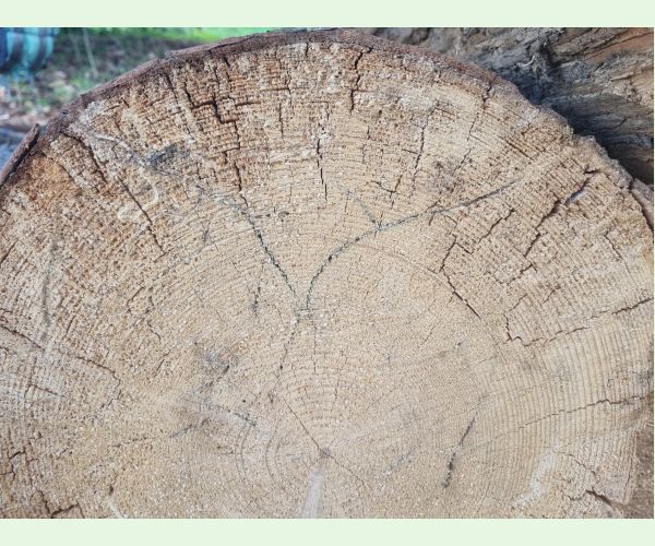 Treptoplatypus oxyurus