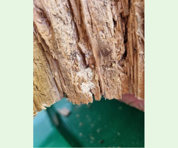 Treptoplatypus oxyurus