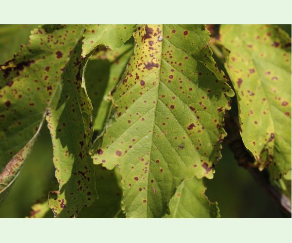 Blumerielka čerešňová