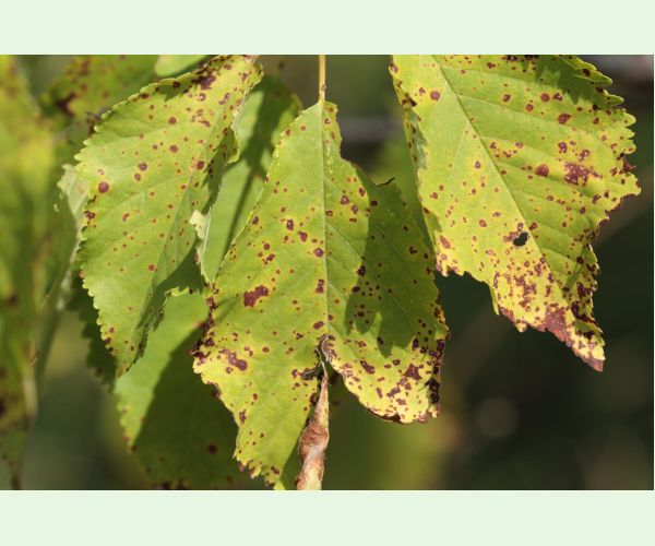 Blumerielka čerešňová