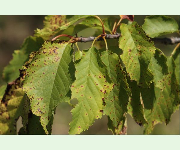 Blumerielka čerešňová