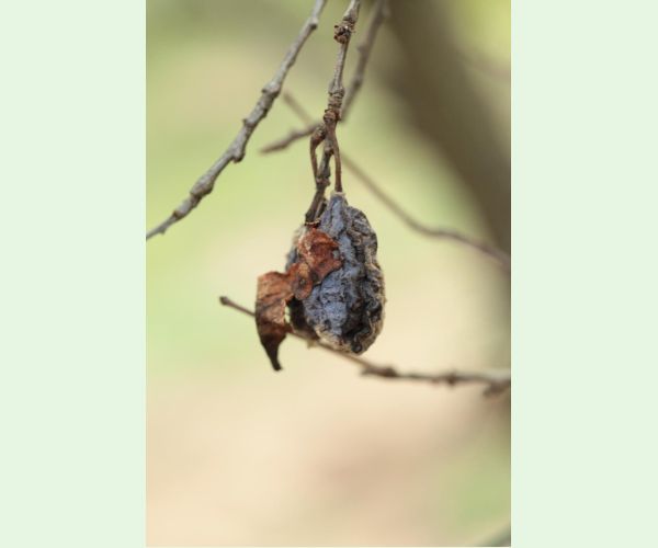 Monilióza kôstkovín