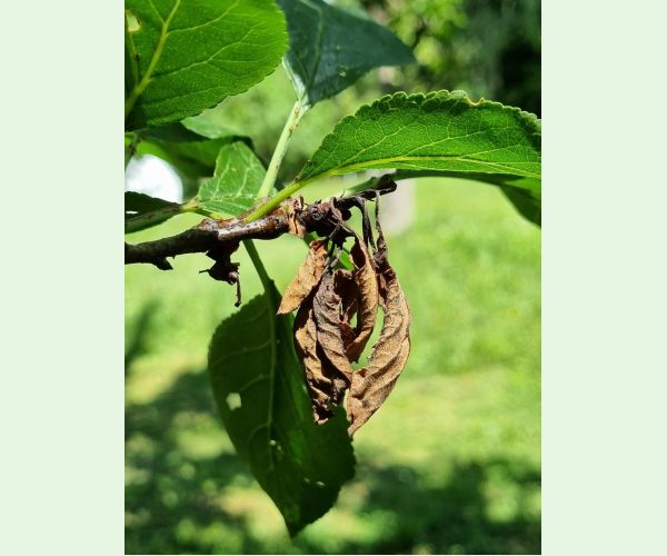 Monilióza kôstkovín