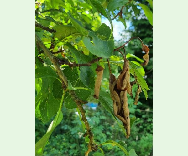 Monilióza kôstkovín