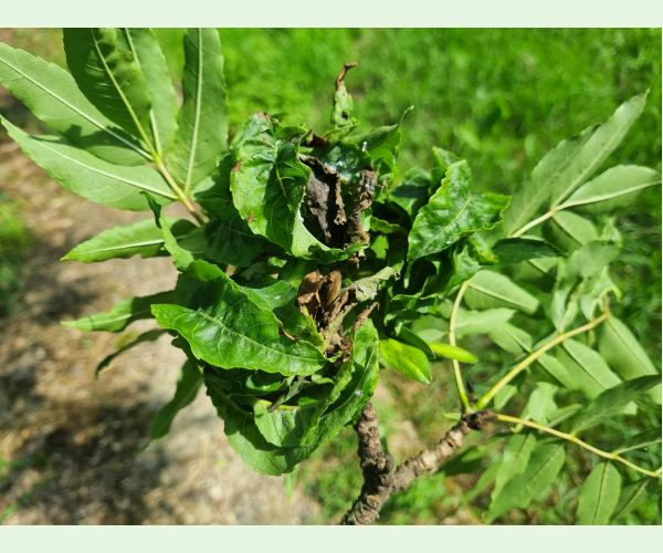 Dutinárka orgovánová