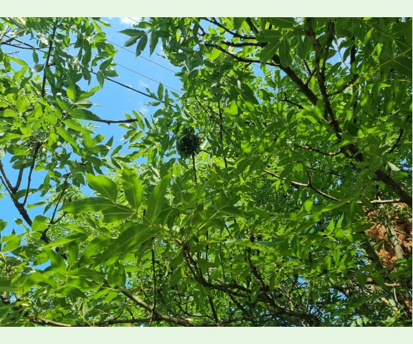 Dutinárka orgovánová