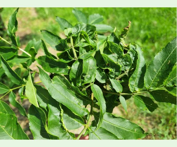 Dutinárka orgovánová