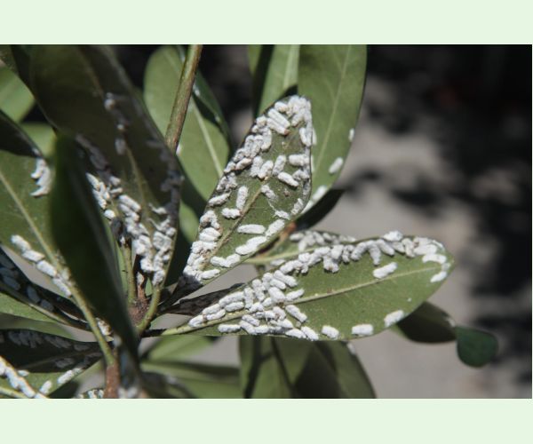 Červec Pulvinaria hydrangeae