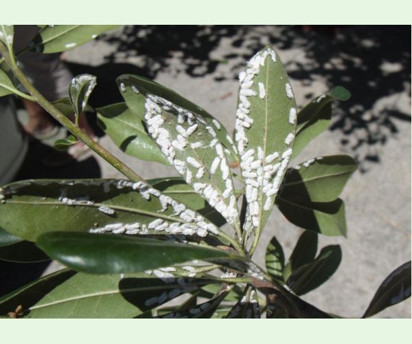 Červec Pulvinaria hydrangeae