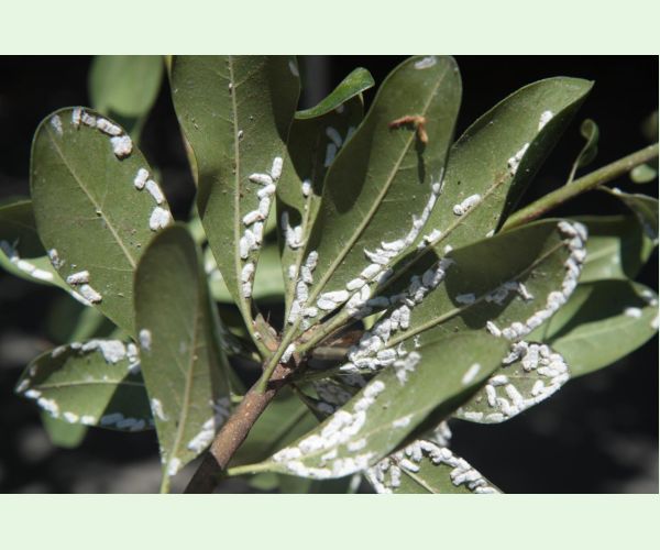 Červec Pulvinaria hydrangeae