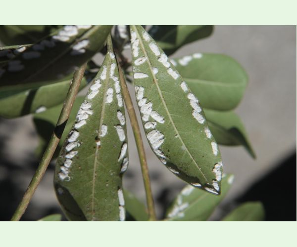 Červec Pulvinaria hydrangeae