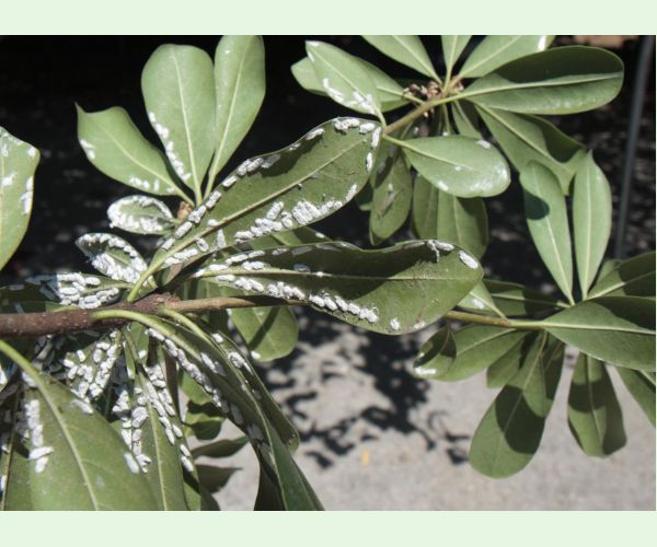 Červec Pulvinaria hydrangeae