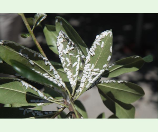 Červec Pulvinaria hydrangeae