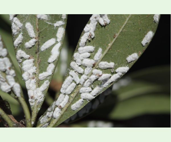 Červec Pulvinaria hydrangeae