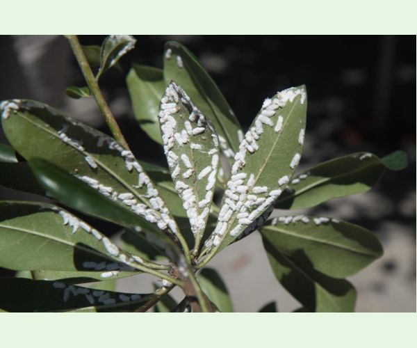 Červec Pulvinaria hydrangeae