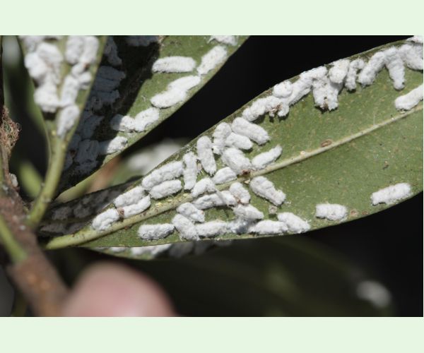 Červec Pulvinaria hydrangeae