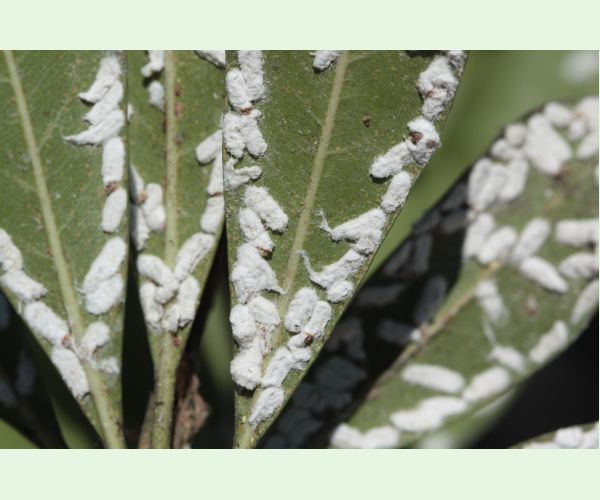 Červec Pulvinaria hydrangeae