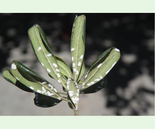 Červec Pulvinaria hydrangeae