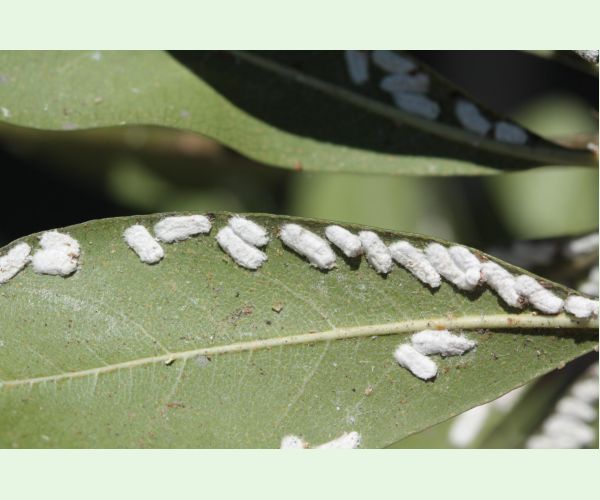 Červec Pulvinaria hydrangeae