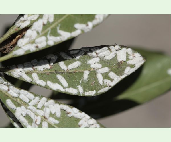 Červec Pulvinaria hydrangeae