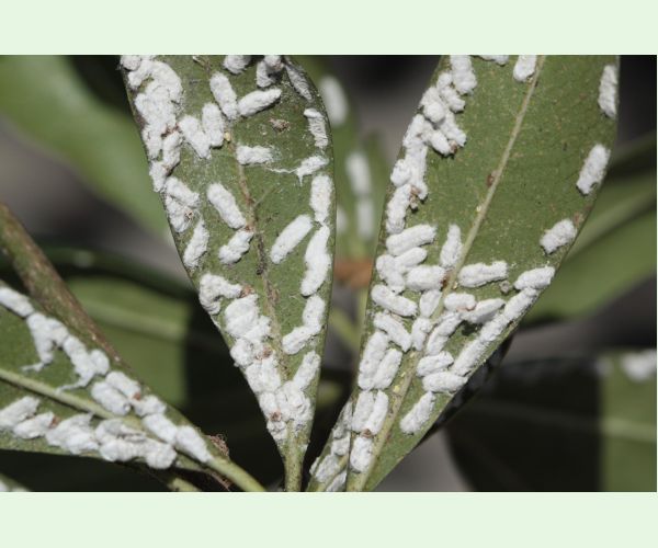 Červec Pulvinaria hydrangeae
