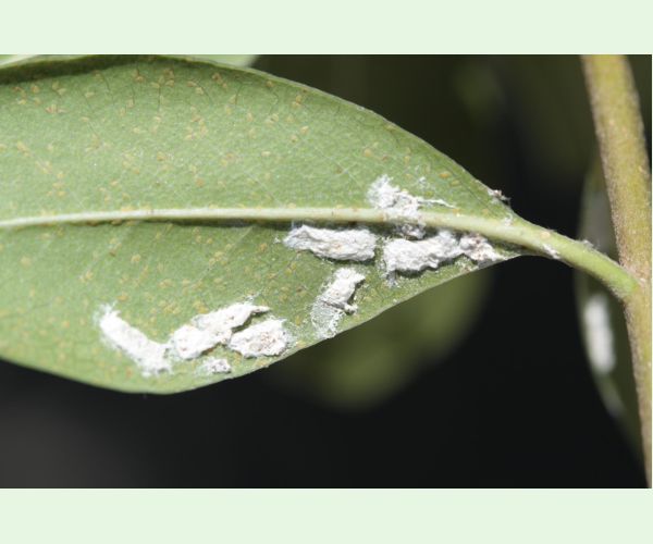 Červec Pulvinaria hydrangeae