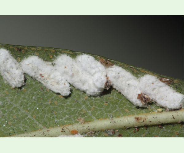 Červec Pulvinaria hydrangeae