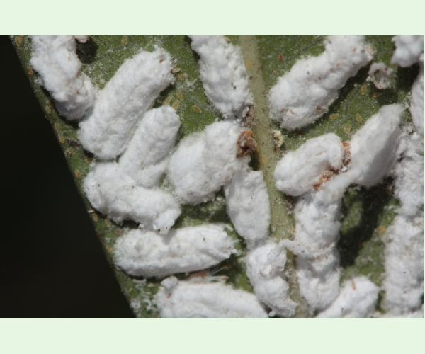 Červec Pulvinaria hydrangeae