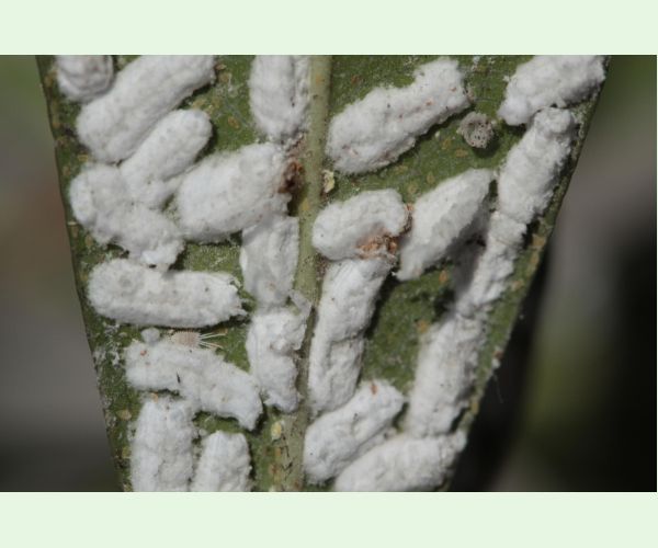 Červec Pulvinaria hydrangeae